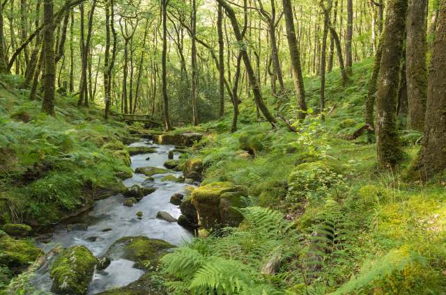 For the first time, the Little Arboreal Ladybird has been spotted in southern England, and its arrival is more than just a fun find for insect fans.