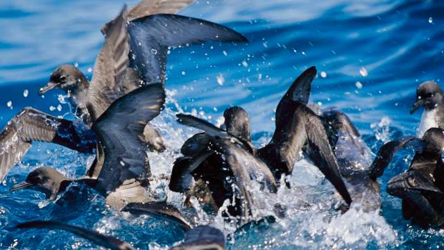 Researchers discovered widespread plastic pollution on Lord Howe Island, where native seabirds audibly "crunched" because of it.