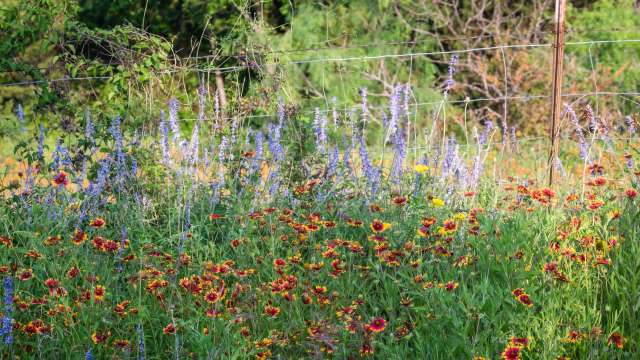 The Los Angeles Department of Water and Power is offering a free program to help eligible residents replace their lawns.