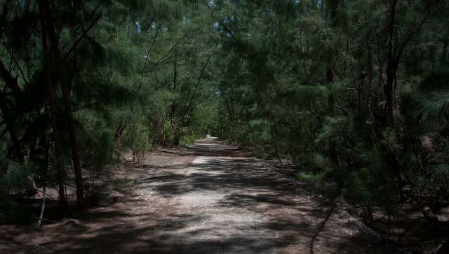 Populations of the Miami blue butterfly have dropped by 99% since 1992, a concerning sign for the species.
