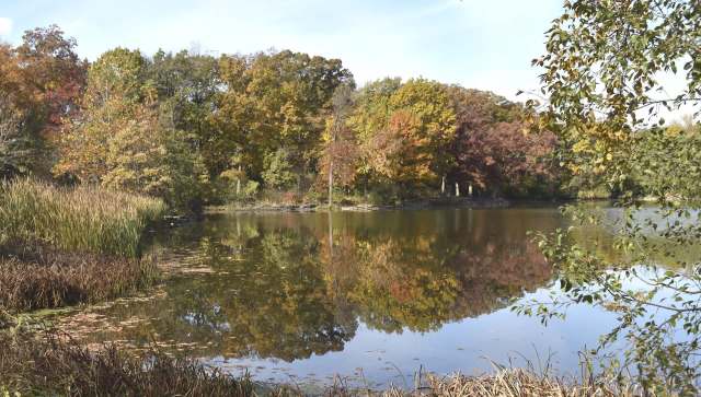 The species has been present in the United States since the 18th century.