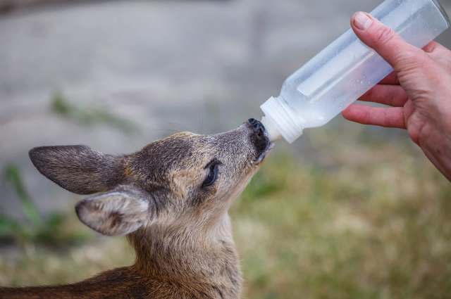 "Our wildlife protector family has always stood beside us."