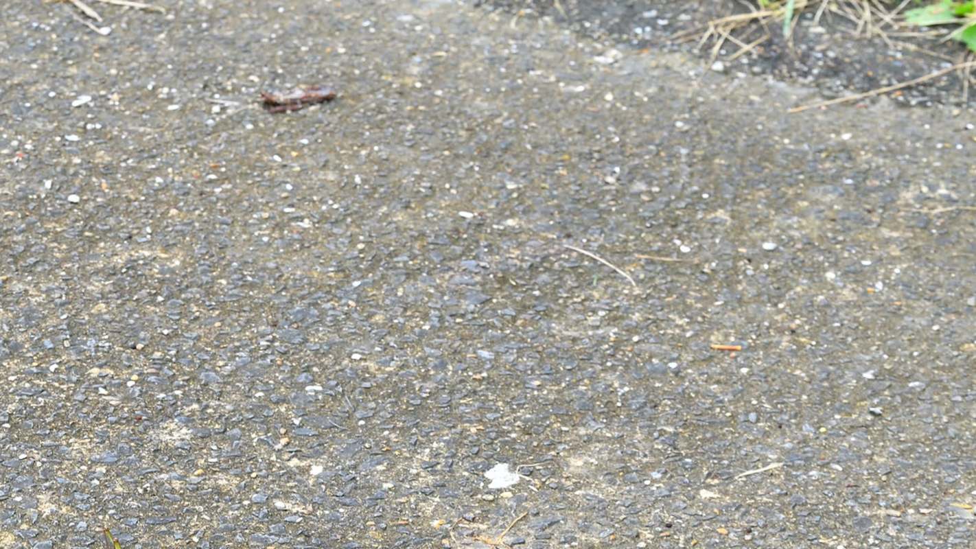 If you see one, experts say the best course of action is to kill it safely.