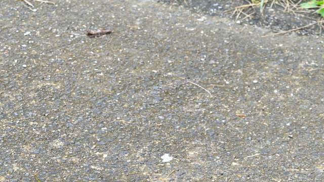 If you see one, experts say the best course of action is to kill it safely.