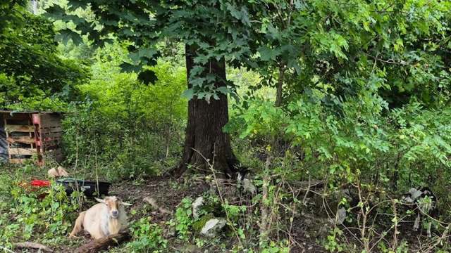 A Redditor shared how they wanted to remove invasive plants from under a centuries-old Norway maple.