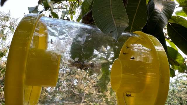 Several areas in the Inland Empire of Southern California have recently been placed under a crop quarantine due to the Oriental fruit fly.