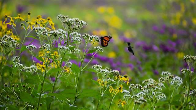 Changing weather, human activity, and rising temperatures are making it hard for birds and butterflies in the Ozarks.