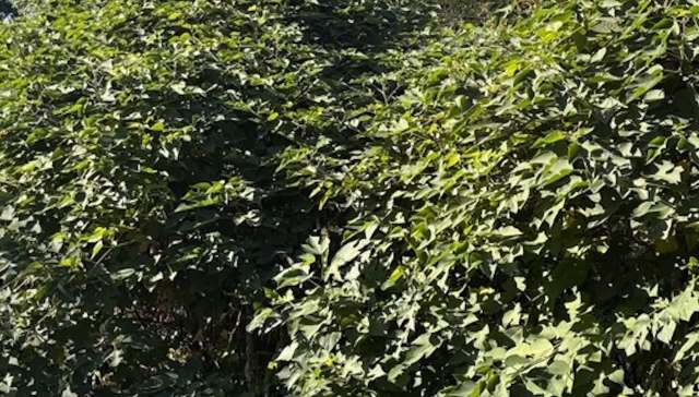 One concerned homeowner asked the r/invasivespecies subreddit for advice about a seemingly invasive plant that took less than a month to mark its territory.