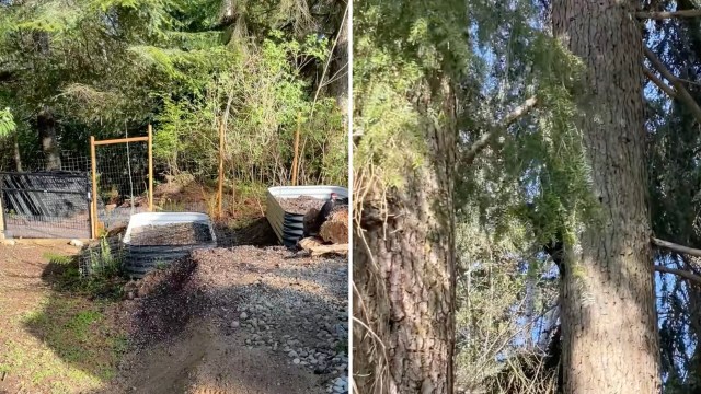 A viral TikTok shows a gardener getting some surprise help from a Pileated Woodpecker.