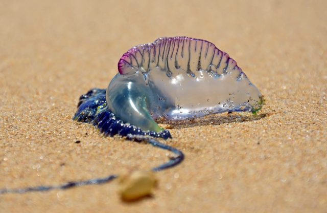 Portuguese men o' war are not only a stinging seaborne threat, but they're also washing up on UK shores.