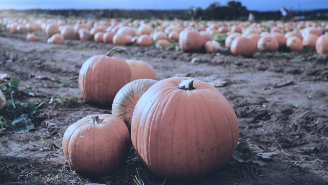 This year's pumpkin yields have been devastatingly low for pumpkin farmers in the Niagara Peninsula, CBC Canada reported.