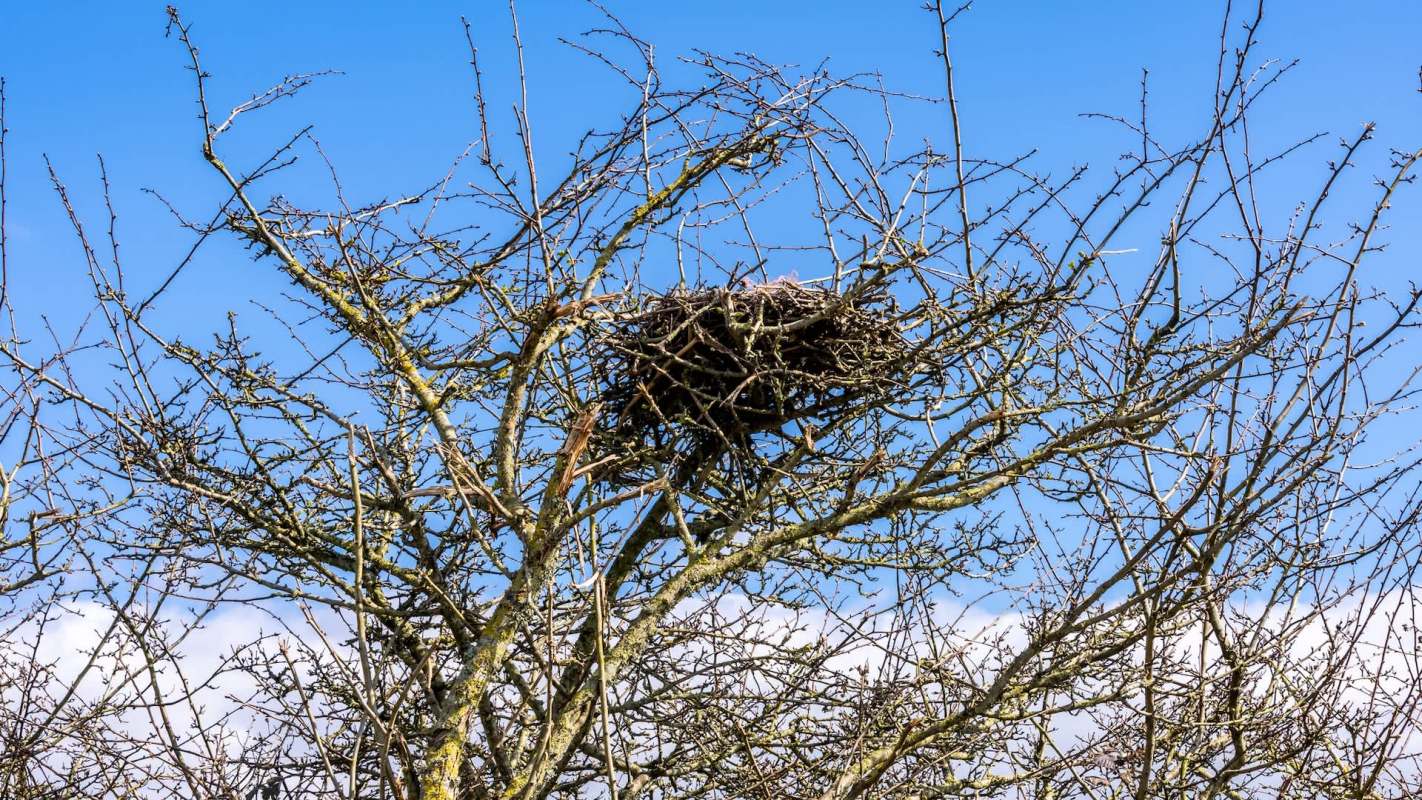 Their population decline has been dramatic.