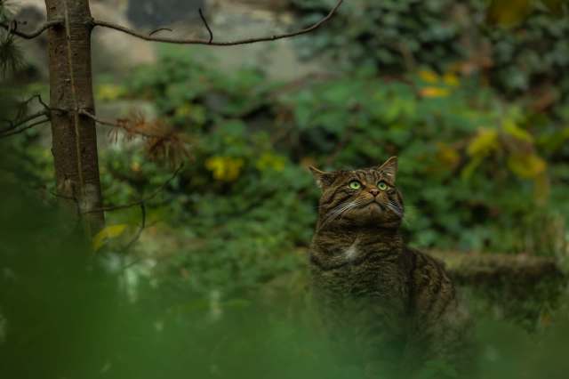 An ambitious project to restore the Scottish wildcat to its historic range reached a key milestone with the first wild-born kittens spotted.