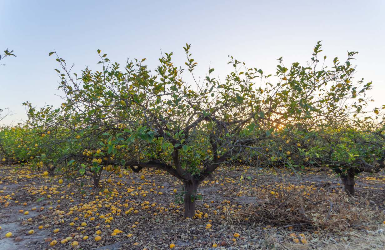 "In some plots, barely four ... have survived."