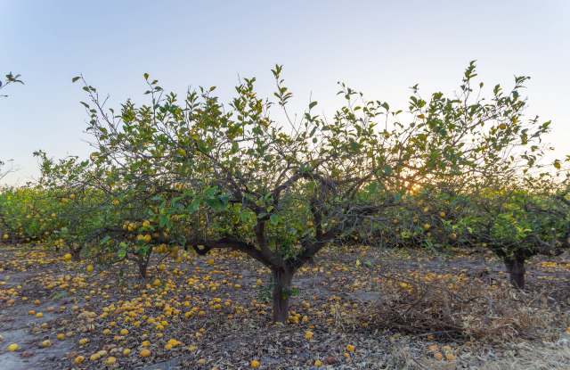 "In some plots, barely four ... have survived."