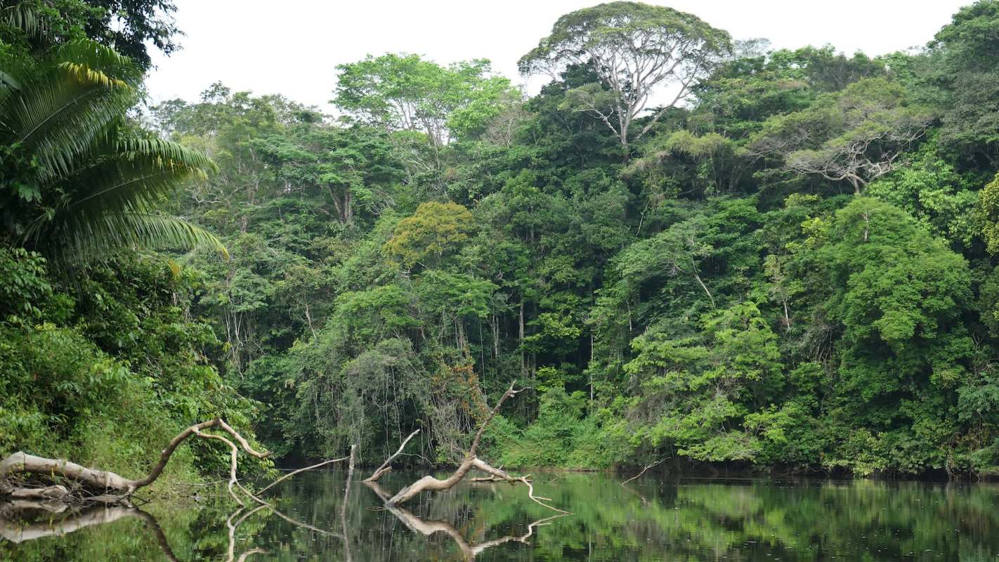 Suriname is fighting to protect its rainforests after making a historic pledge to safeguard 90 percent of its carbon sink.