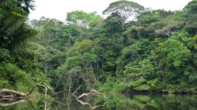 Suriname is fighting to protect its rainforests after making a historic pledge to safeguard 90 percent of its carbon sink.