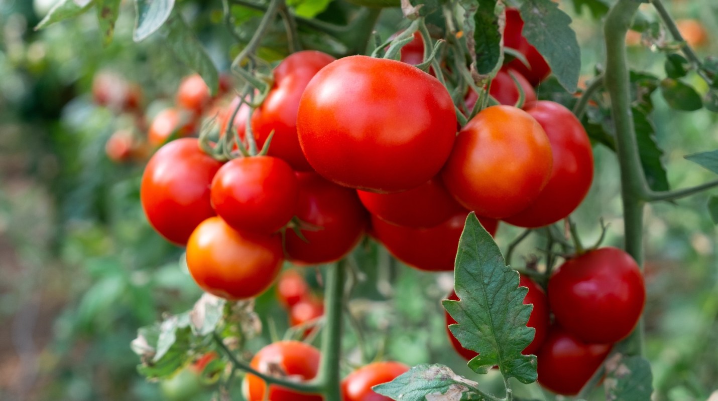 Scientists in the United Kingdom are using gene-edited tomatoes to test how modified foods affect human health.