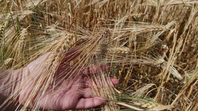 UK farmers have been shocked over the extremely dry weather that has had a significant effect on their crops.