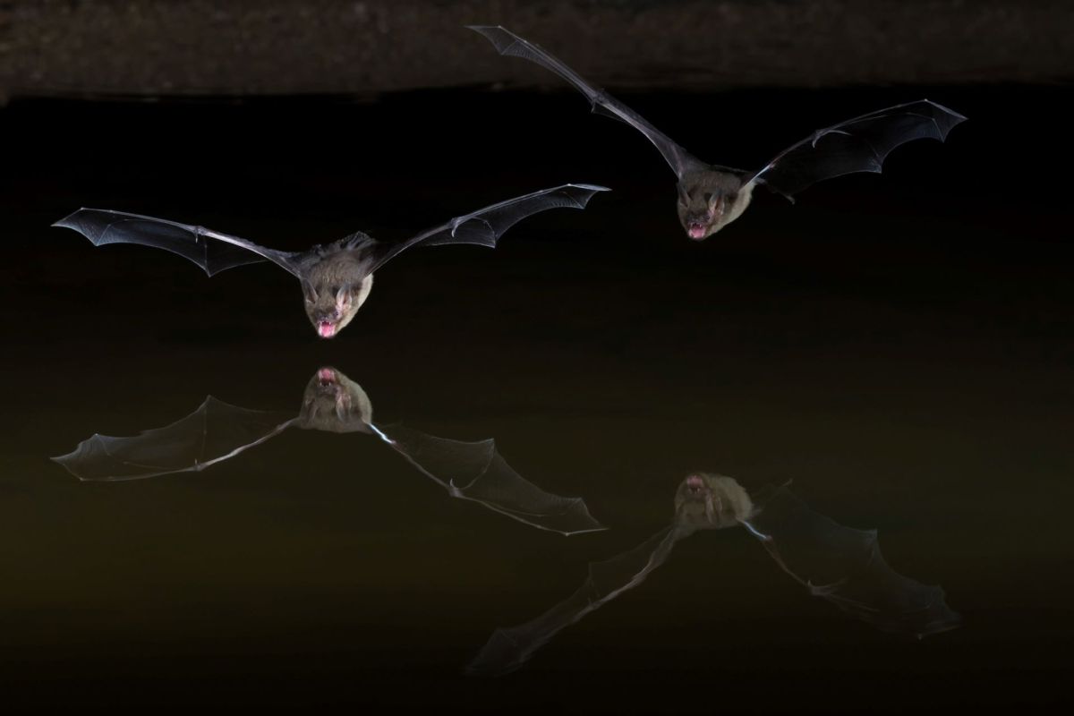 Research projects are looking at why they are struggling and how many of them have been affected.