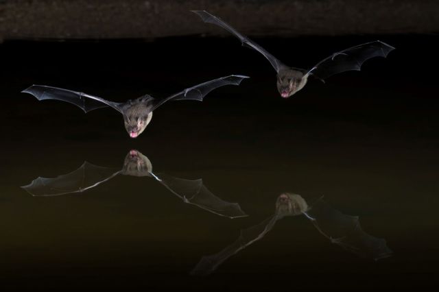 Research projects are looking at why they are struggling and how many of them have been affected.