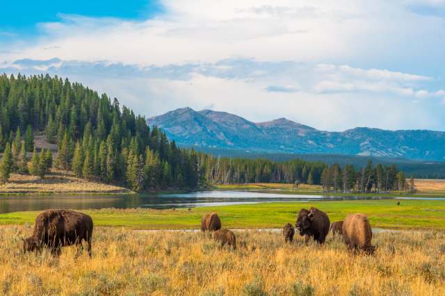 An infuriating viral video shows a Yellowstone bison incredibly close to a tourist in an attempt to snap a selfie.