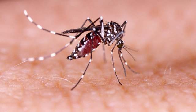 New research revealed that Zika, a virus transmitted by mosquitoes, can have long-lasting effects on the adult brain.