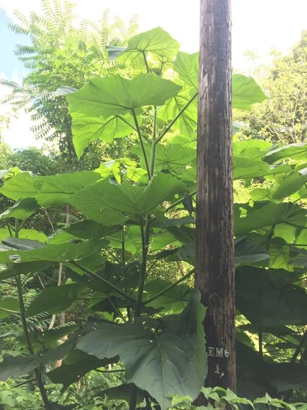 One Reddit user shared a photo of a massive princess tree in Shenandoah National Park, alarming other commenters.