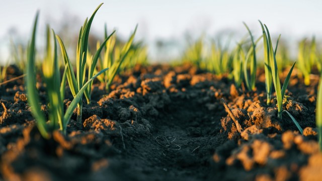 Researchers have developed a sustainable solid lubricant that could be used in the agriculture industry in an effort to reduce potential contamination.
