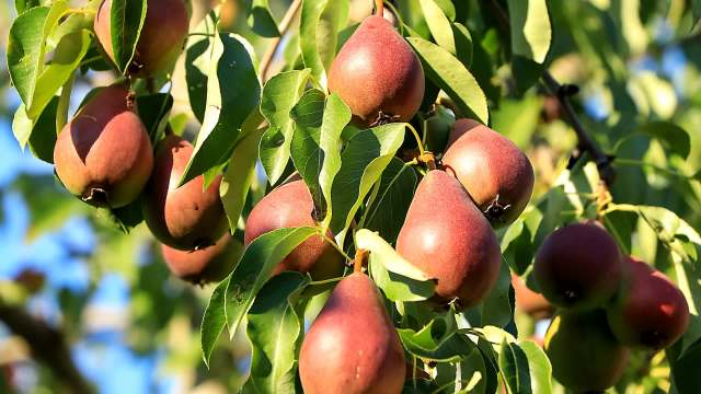 Swiss energy company Insolight has launched a new agrivoltaic experiment that blends solar energy and fruit farming.