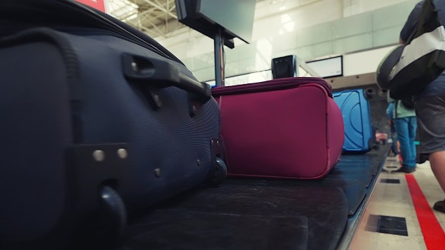 Customs officials at the Chhatrapati Shivaji Maharaj airport in Mumbai found two rare gibbons being smuggled in a woman's luggage.