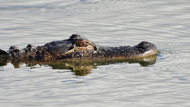 "I never saw the alligator coming."