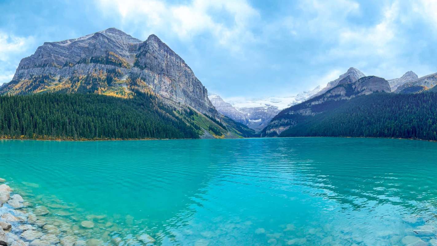 An ancient murrelet (a small seabird) was spotted in Banff National Park, Alberta, for the first time in 14 years.