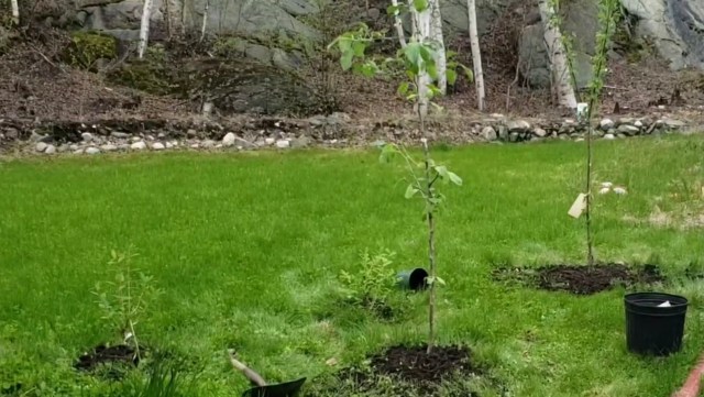 A homeowner took to Reddit to share an unexpected visit from a fox in their garden.