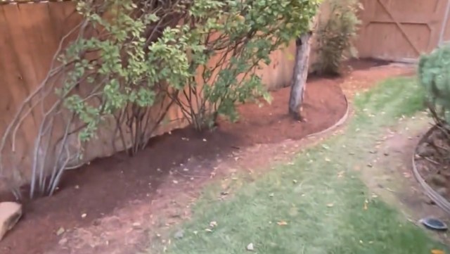 A Redditor revealed the results of a 1,000-square-foot backyard overhaul that involved removing invasive ivy by hand.