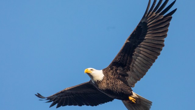 When they received word of an injured bald eagle on a highway, animal protection officers in North Carolina swooped into action to save the bird.