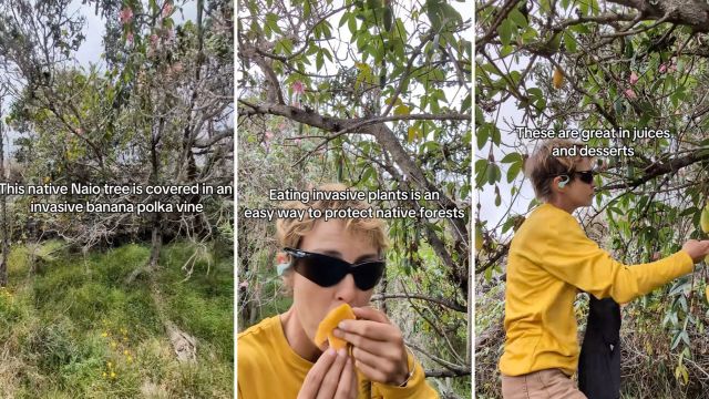 One botanist shared stunning information about the benefits of eating invasive plants, focusing on the banana passionfruit.
