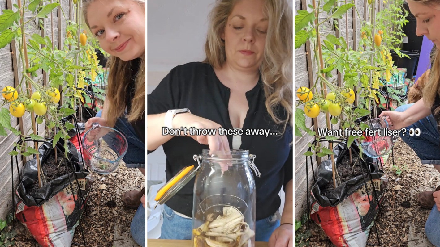 Buff up your garden without breaking the bank — all you need are leftover banana peels.