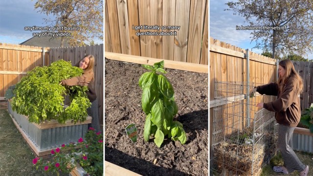 Commenters were impressed with the size of the plant.