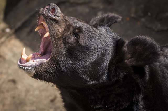 A Spanish tourist was attacked by a bear in broad daylight while walking to a bus stop in a village in Japan's Gifu Prefecture.