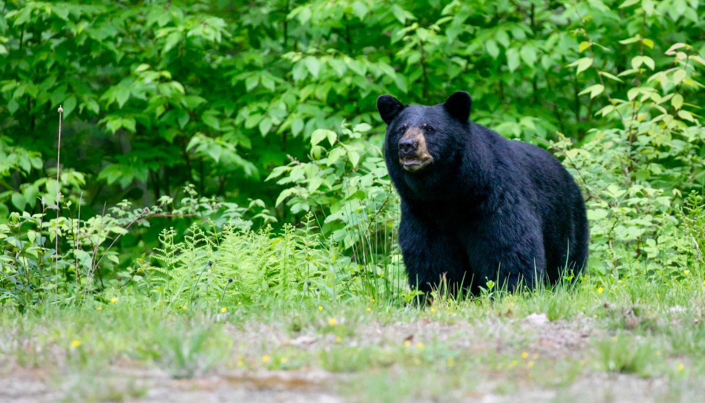 Thankfully, the couple finally noticed the animal when it was right behind them.