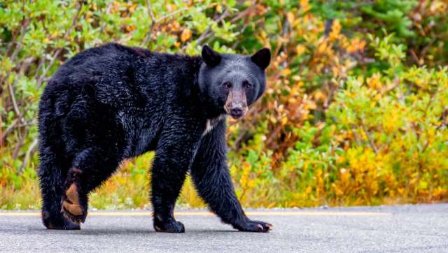 "Do not approach, feed or attempt to touch."