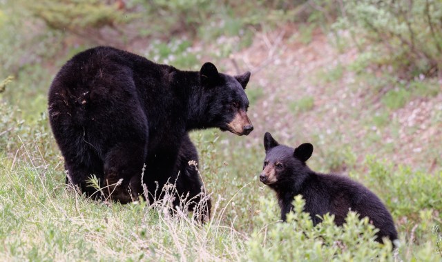 "Once they get hooked on human food, they don't care to forage anymore."