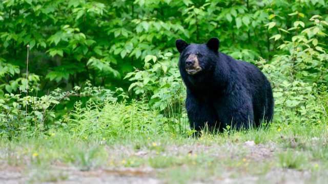 After a bear killed a Townsend resident's goat, the local police department issued a warning about bear encounters.