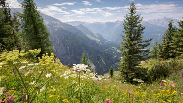 The bearded vulture was hunted to extirpation in Europe due to fears that it was attacking livestock and even children.