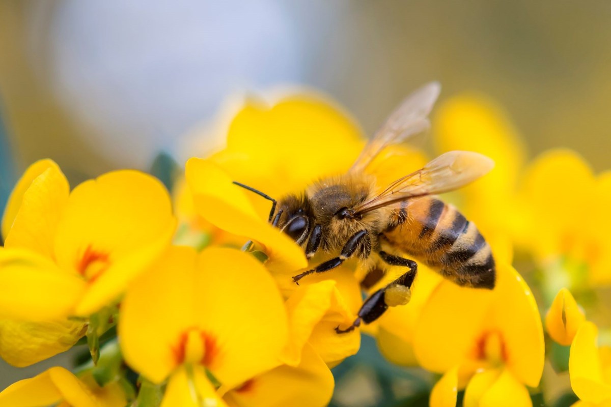 A homebuilder in North Somerset, England, has made a £1,500 donation to support the conservation efforts of the Avon Wildlife Trust.