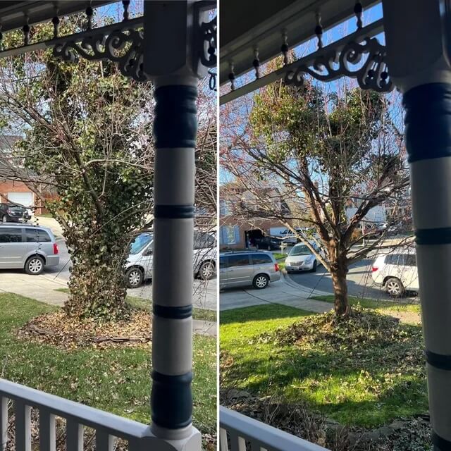 One homeowner showed the incredible upgrade you can expect when you remove invasive English ivy from trees.