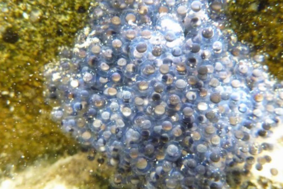 Learn about the French Meadows project and how forest restoration can help protect waterways from the effects of wildfires.