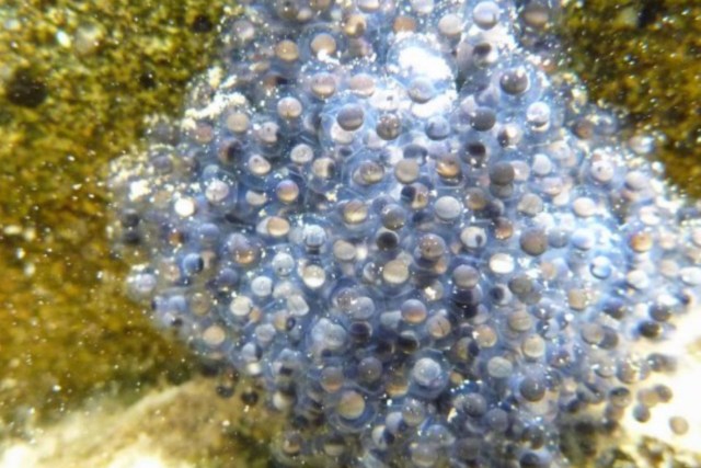 Learn about the French Meadows project and how forest restoration can help protect waterways from the effects of wildfires.