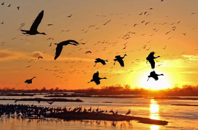 Billions of birds across North America are disappearing as rising heat and shrinking habitats disrupt their migration patterns.